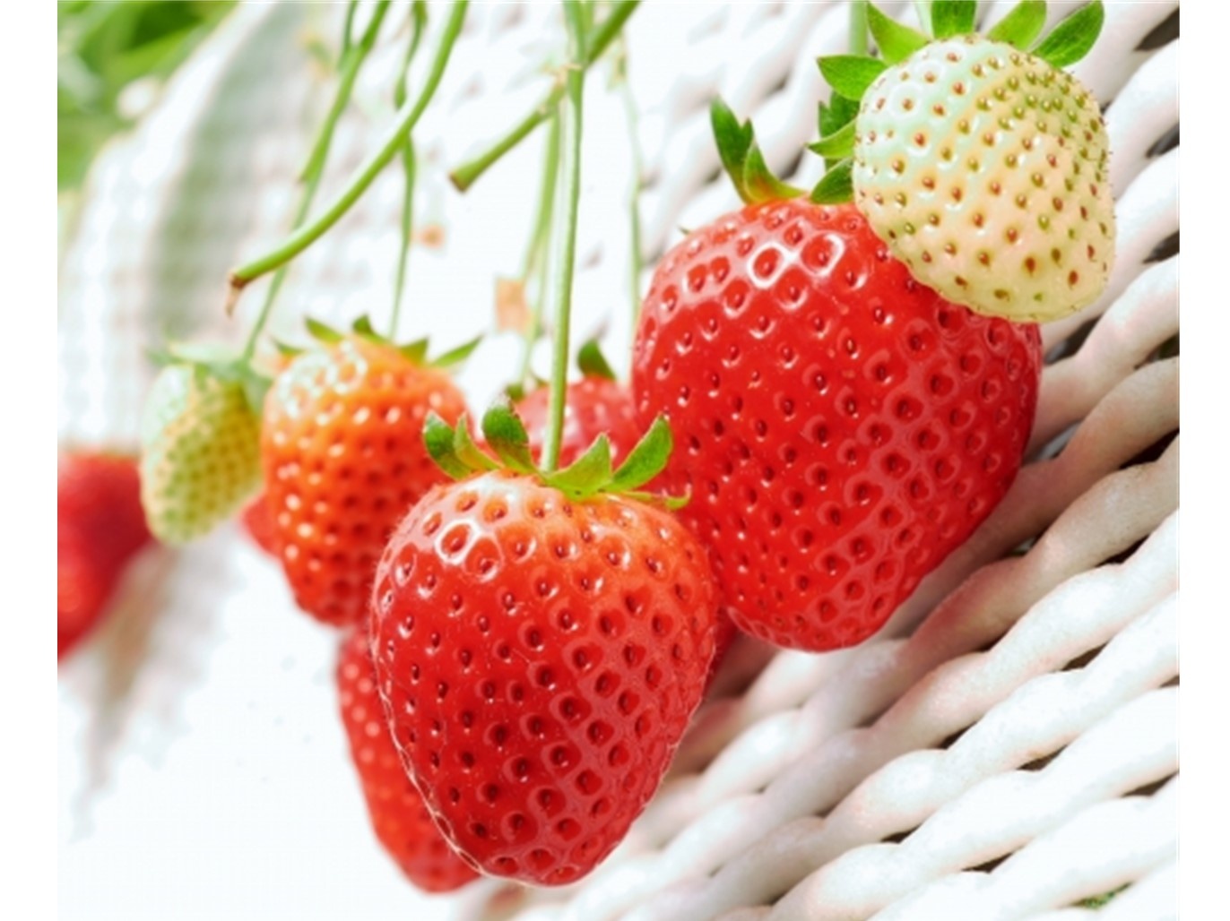 「ベリー グッド ローカル とちぎ」/"とちぎの元気"を国内外に発信!