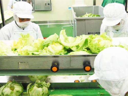 カット野菜製造