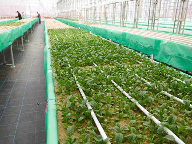 はーとふる農園