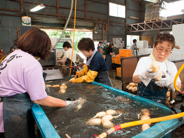 れんこんの出荷補助作業の募集内容 茨城県稲敷市 いいもの いっぱい いばらきの農業とｊａで働こう