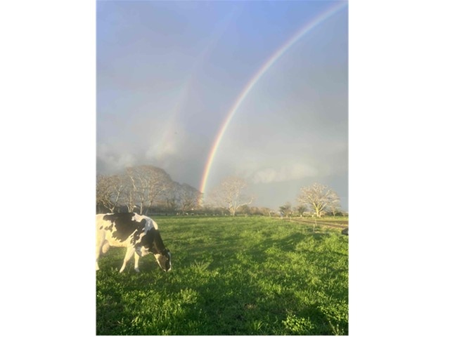 牛と虹