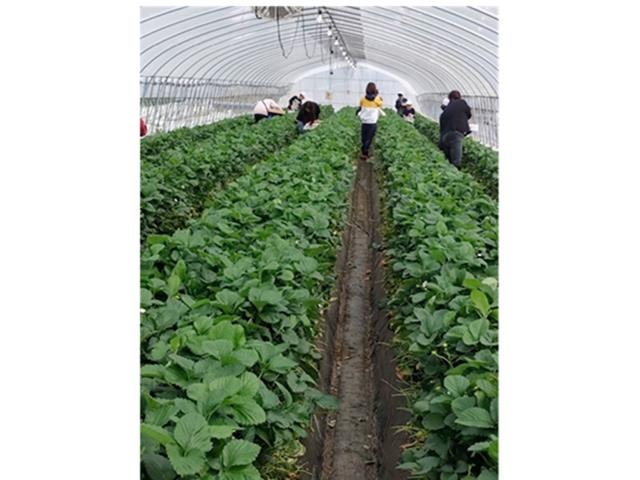 いちごのビニールハウス