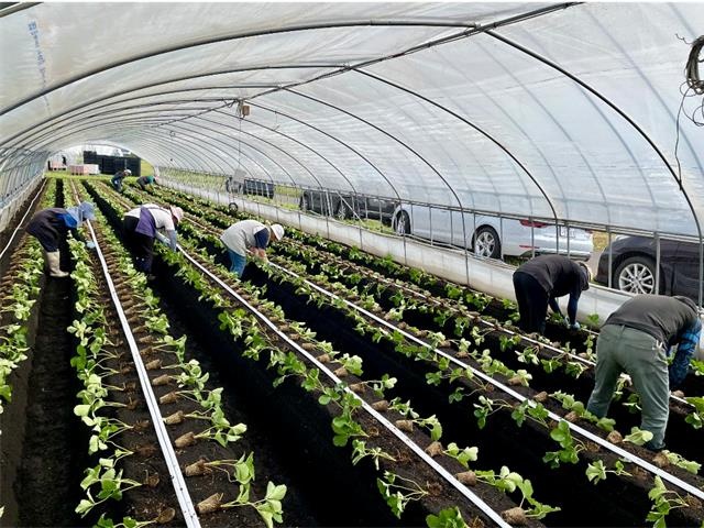 ビニールハウス