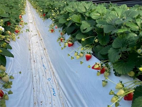 いちごの農作業