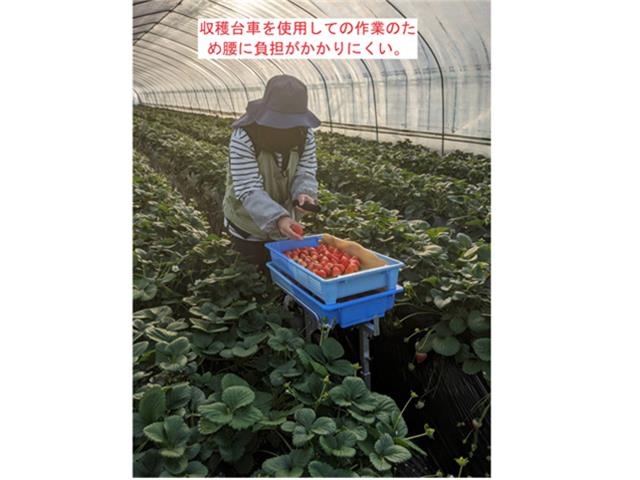 いちごの収獲作業