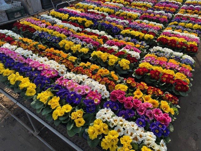 花