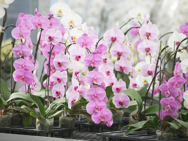 JAうつのみや（無料職業紹介所）の求人情報を見る