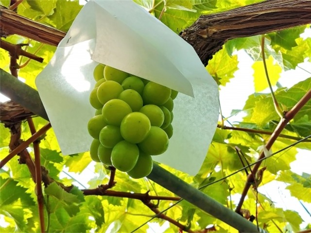 シャインマスカット