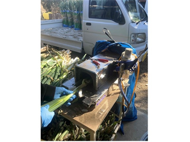 ネギの出荷調整