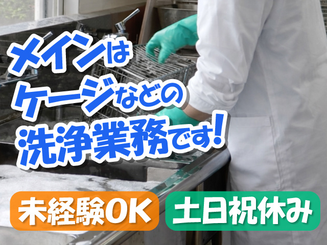 白衣を着た
