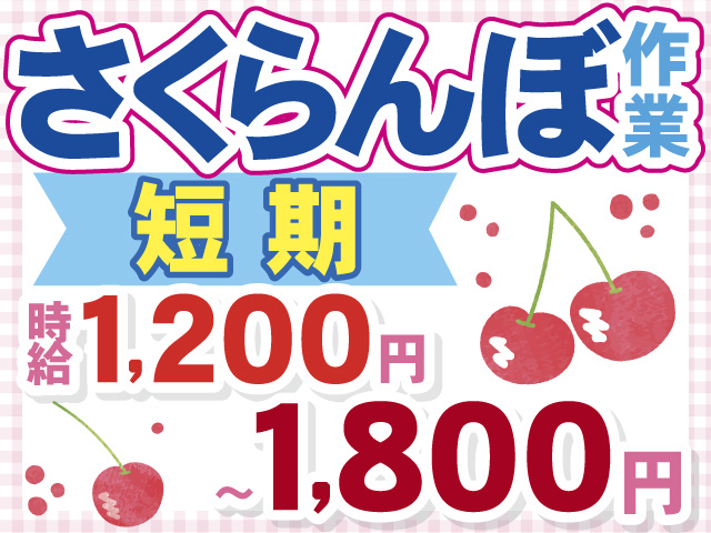 さくらんぼ作業　短 期　時給1,200円 ～ 1,800円