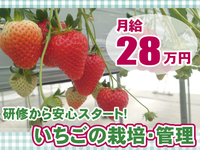 いちごの栽培・責任者候補