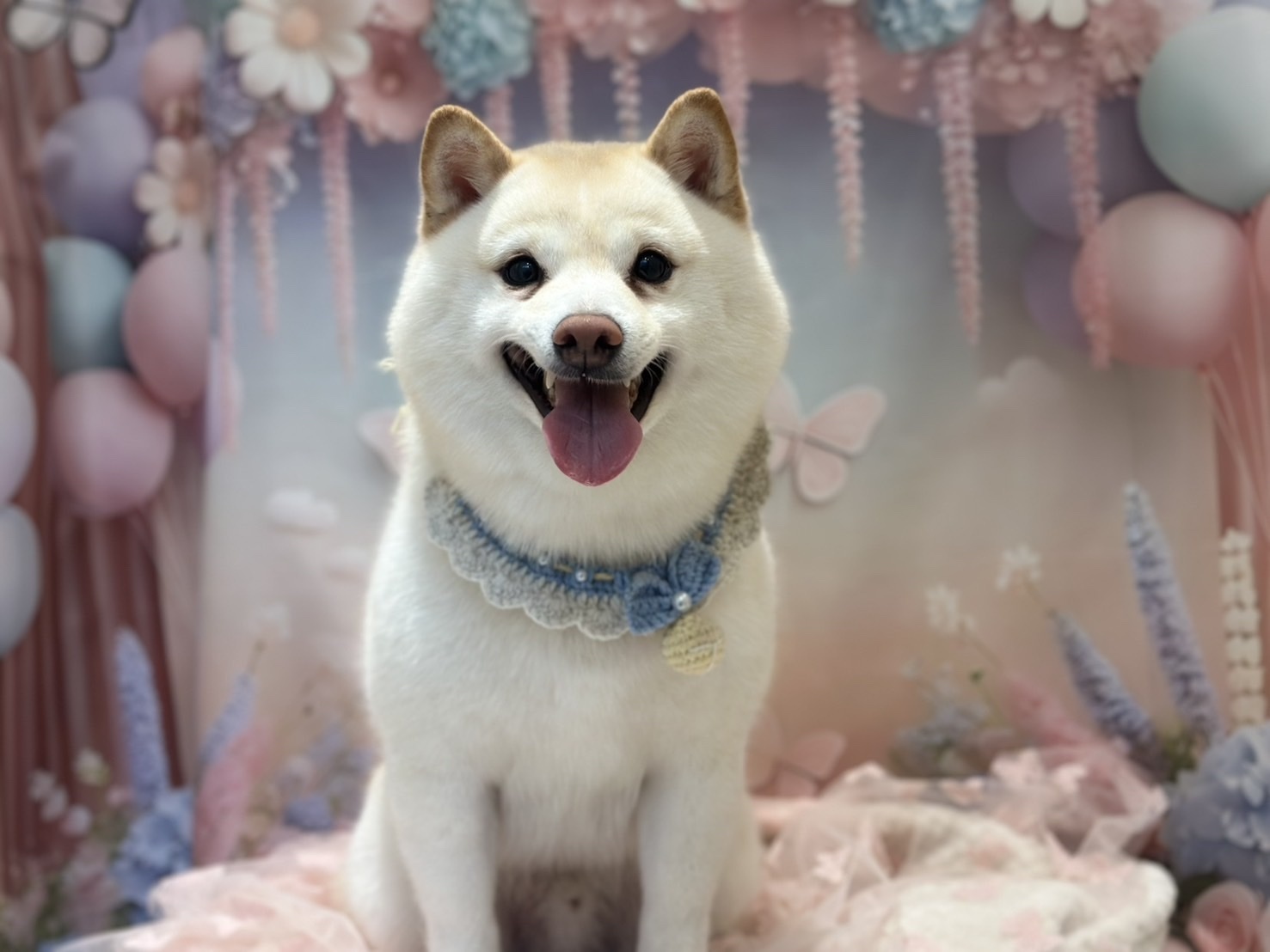 パステルカラーの風船や花に囲まれ、レースの首輪をつけて笑顔で座る白い柴犬の写真。全体的に明るく華やかな雰囲気。