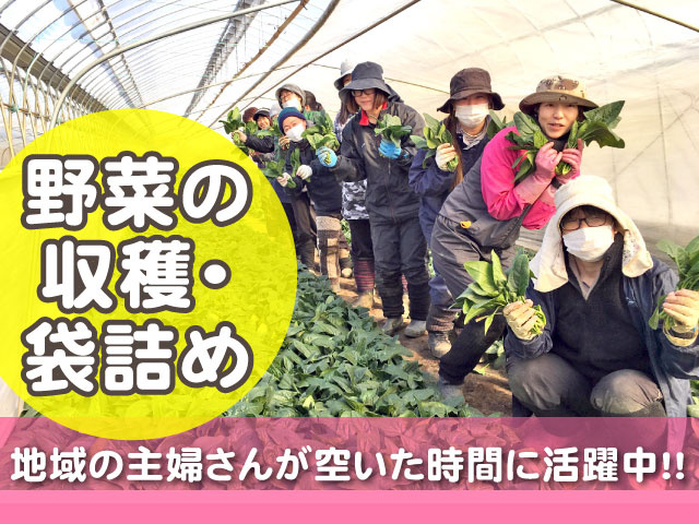 野菜の 収穫･ 袋詰め／地域の主婦さんが空いた時間に活躍中!!