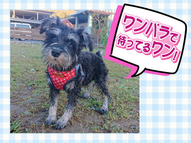 犬の写真、ワンパラで待ってるワン