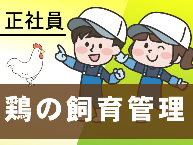 正社員鶏の飼育管理
