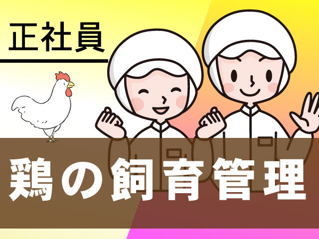 正社員鶏の飼育管理