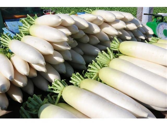ダイコン画像