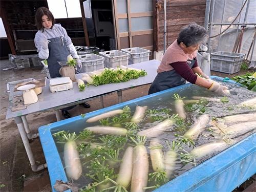 収穫したダイコンの洗浄作業