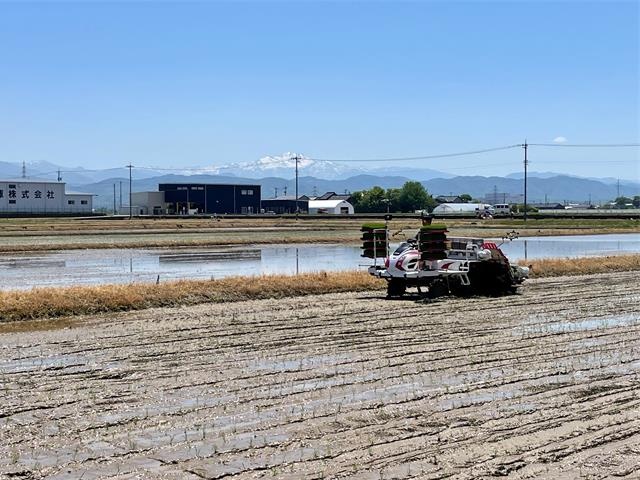 田植え風景