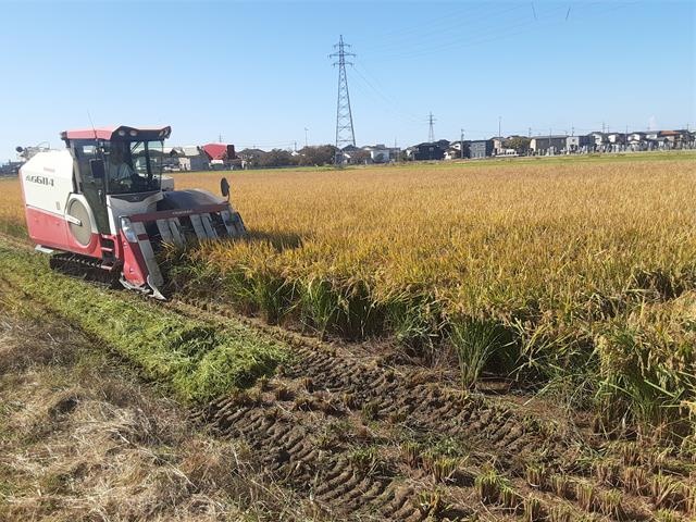 稲刈り_コンバイン
