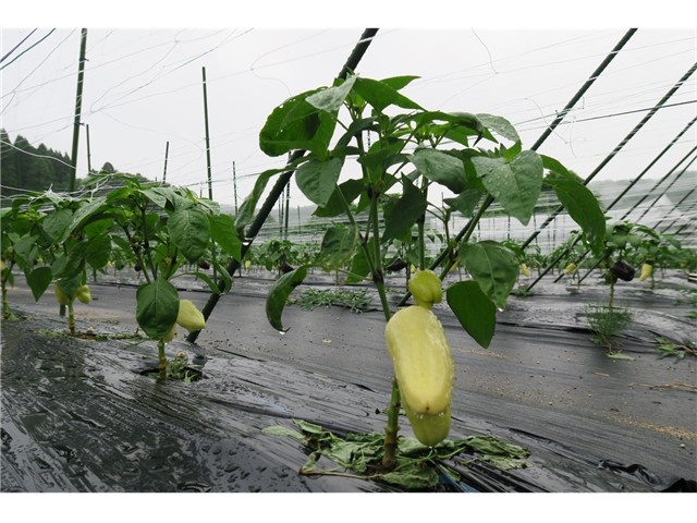 野菜