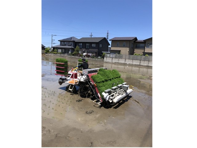 田植え作業