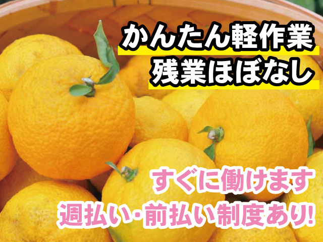 かんたん軽作業、残業ほぼなし、すぐに働けます、週払い・前払い制度あり！