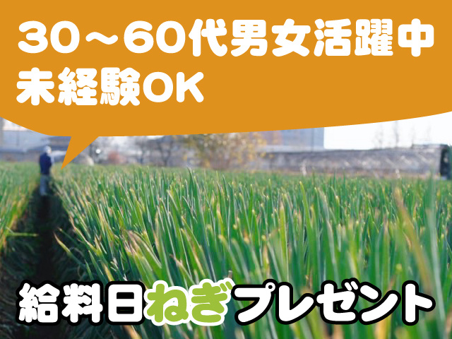 ・未経験OK ・30～60代男女活躍中 ・給料日には ねぎプレゼント