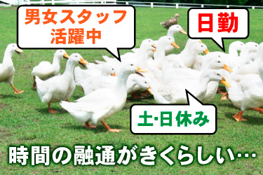 複数羽のアヒルが芝生を歩いている画像、男女スタッフ活躍中、日勤、土･日休み、時間の融通がきくらしい…