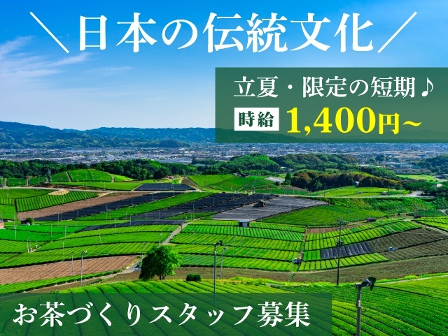 茶摘み