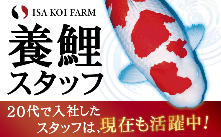 養鯉スタッフ／20代で入社したスタッフは現在も活躍中！
