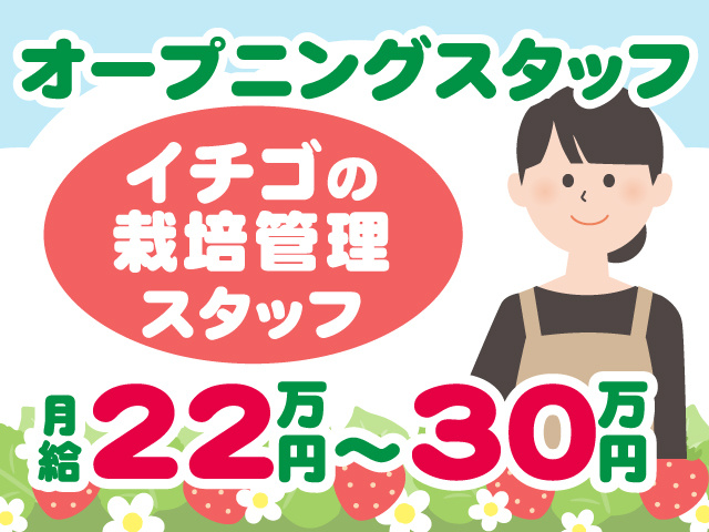 オープニングスタッフ ／イチゴの栽培管理スタッフ／月給22万～30万円