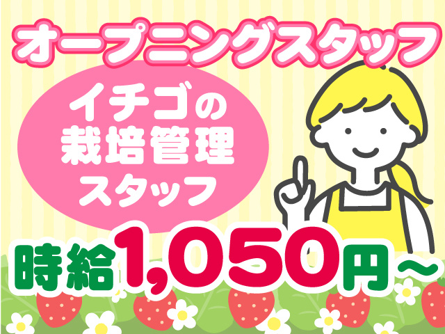オープニングスタッフ／イチゴの栽培管理スタッフ／時給 1,050円～