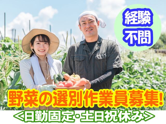 野菜の選別作業員募集　日勤固定　土日祝休み　経験不問