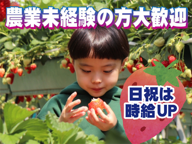 イチゴを食べる子供の写真、農業未経験の方大歓迎、日祝は時給UP