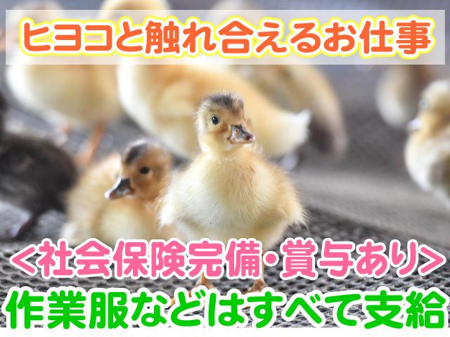 ヒヨコと触れ合えるお仕事　社会保険完備　賞与あり　作業服などはすべて支給