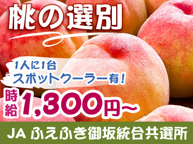 桃の選別　1人に一台スポットクーラーあり　JAふえふき御坂統合共選所