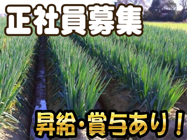 ねぎ畑の写真、正社員募集、昇給・賞与あり