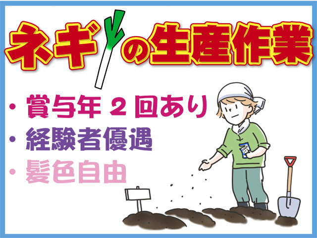 ネギの生産作業、賞与年2回あり、経験者優遇、髪色自由、種まきをする男性のイラスト