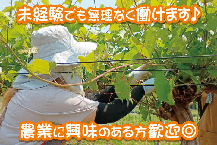 枝の選定作業をするスタッフの写真　未経験でも無理なく働けます♪農業に興味のある方歓迎◎