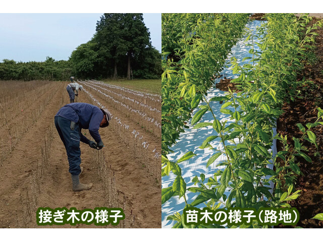 写真1