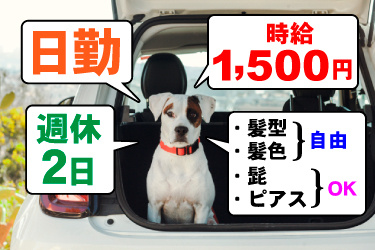 景色の良いところに停車した車のトランクにおすわりする犬のアップ、日勤、時給1,500円、週休2日、髪型・髪色自由、髭・ピアスＯＫ