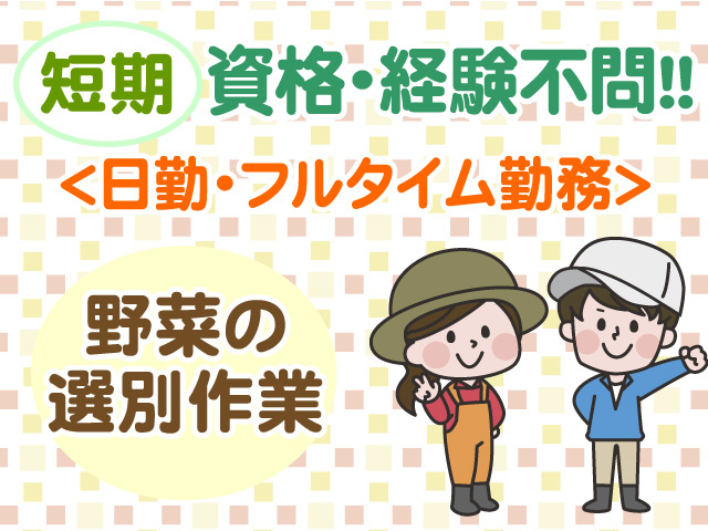 短期　資格・経験不問　日勤　フルタイム勤務　野菜の選別作業
