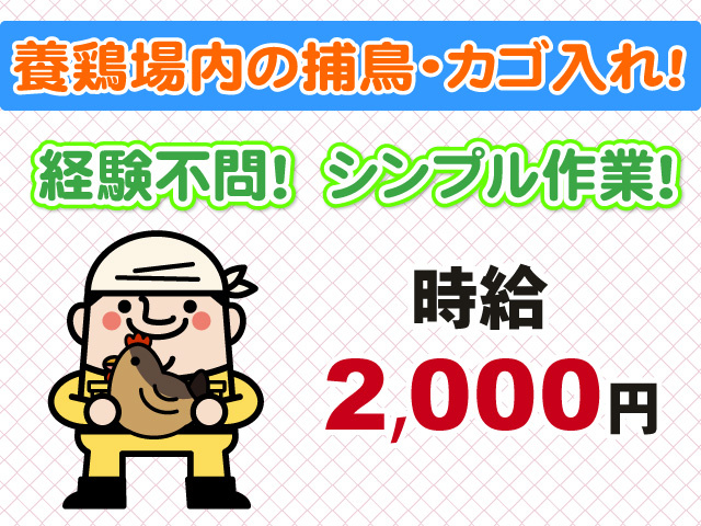 養鶏場内の捕鳥・カゴ入れ 経験不問 シンプル作業 時給2000円