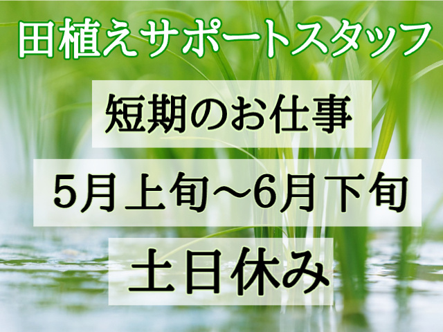 田植え