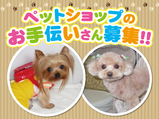 ペットショップスタッフの募集内容 東京都北区 ケンネルサロン ヴェラの採用 求人情報