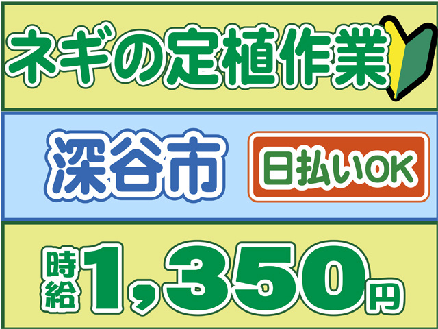 ネギの定植作業、深谷市、日払いOK、時給１３５０円